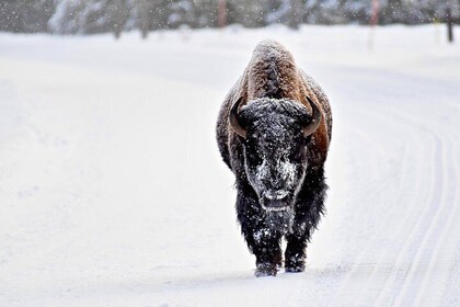 Private Yellowstone Winter Wolf Watching and Wildlife Safari