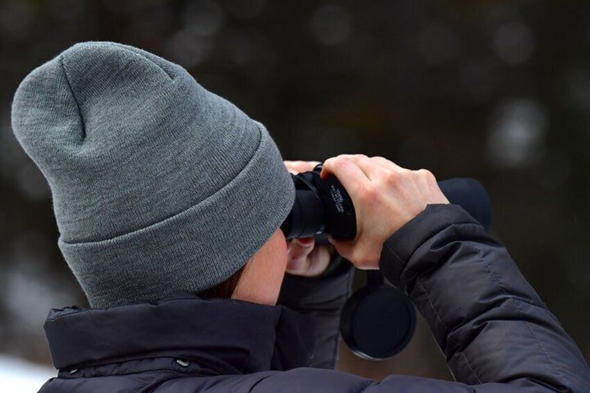 VIP Yellowstone Wildlife Safari & Geology tour of Mammoth Hot Springs!