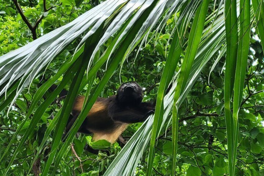 Howlers Monkeys