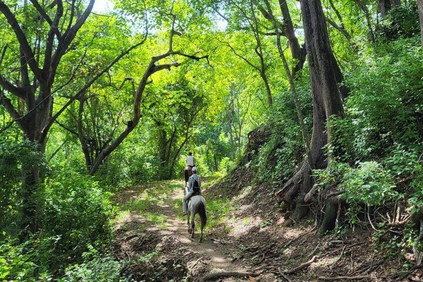 Jungle Trail