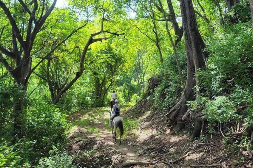Jungle Trail
