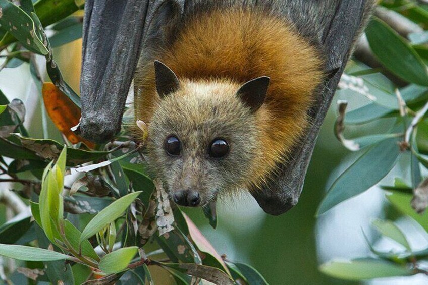 Unveiling the Secrets: Witness a Hidden Colony of Grey-Headed Flying Foxes in an Enchanted Valley