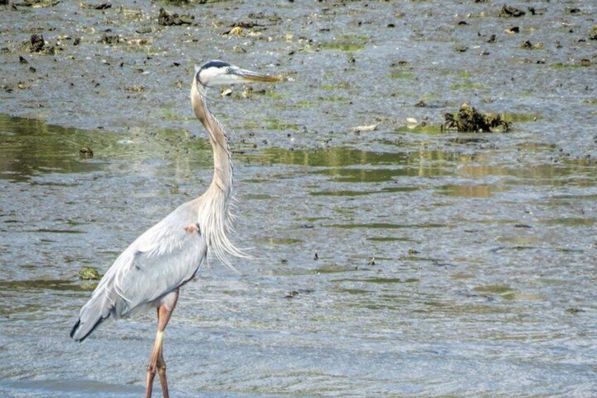 Take a Scenic Boat Ride in St. Augustine