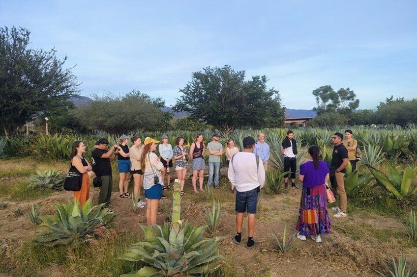 Mezcal Distillery