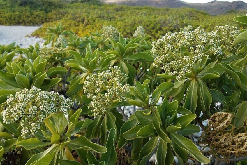 Ka'iwi Scenic Shoreline Restoration Days