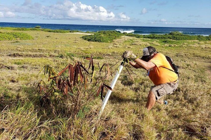 Ka'iwi Scenic Shoreline Restoration Days