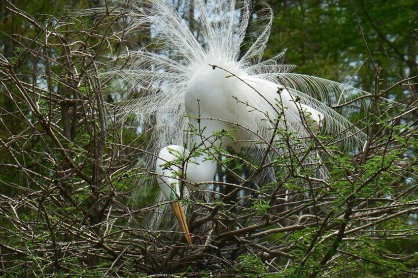 Waccamaw River Nature and Wildlife Tour