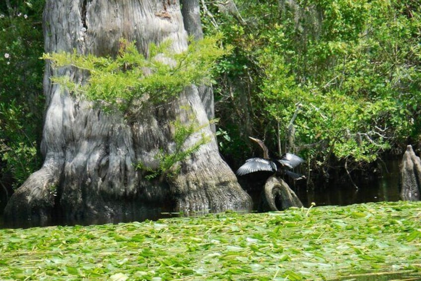 Waccamaw River Nature and Wildlife Tour