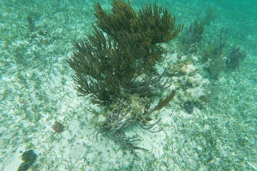 PUERTO MORELOS DE CANCUN