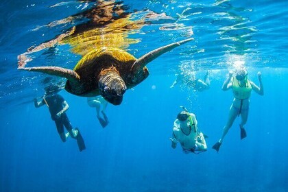 L'ultima avventura di snorkeling in zodiac per barche nell'isola del sud di...