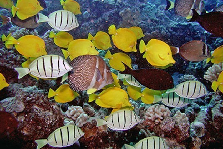 Tropical fish of Kauai