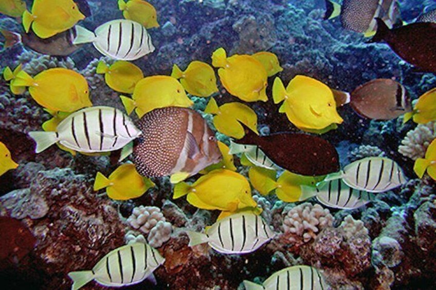 Tropical fish of Kauai