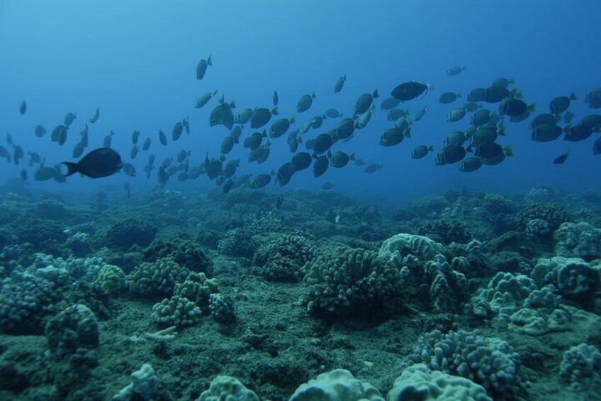 Abundance of Fish