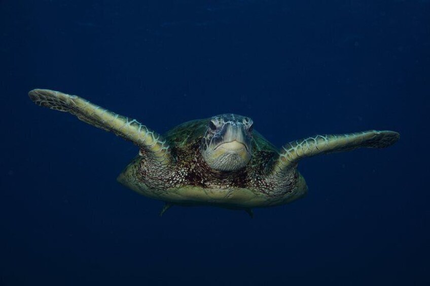 Hawaiian Green Sea Turtles are our favorite