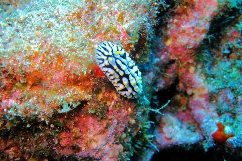 Fried Egg Nudibranch