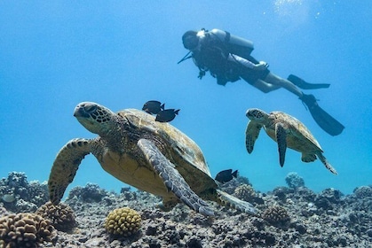 Unglaublich lustiger 2-Tank Coral Reef South Shore Boat Dive in Oahu von Wa...