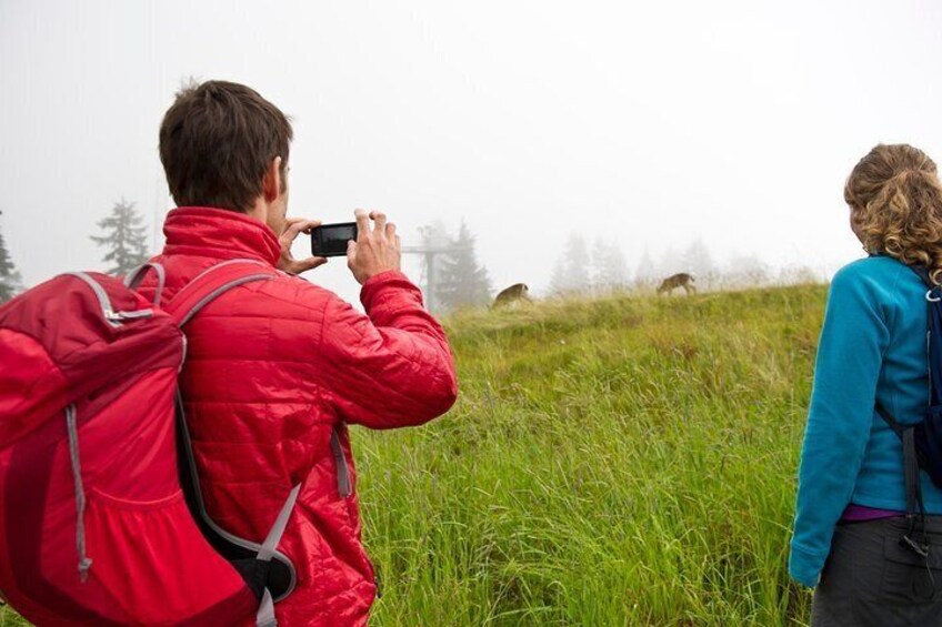Canmore: Wilderness & Wildlife Tour - 2hr Walk 