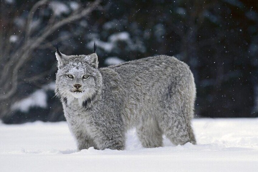 Winter Wilderness & Wildlife Tour - 2hr Walk / Ice Cleats & Poles Included
