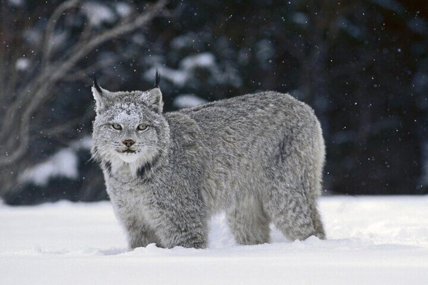 Winter Wilderness & Wildlife Tour - 2hr Walk / Ice Cleats & Poles Included