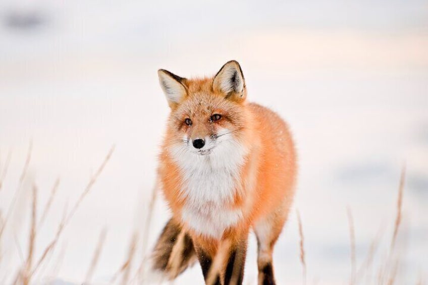 Winter Wilderness & Wildlife Tour - 2hr Walk / Ice Cleats & Poles Included