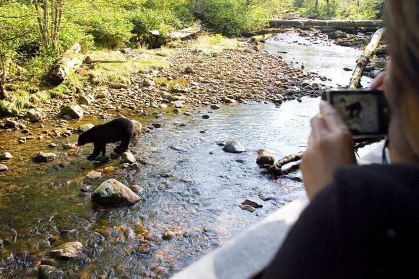 Winter Wilderness & Wildlife Tour - 2hr Walk / Ice Cleats & Poles Included