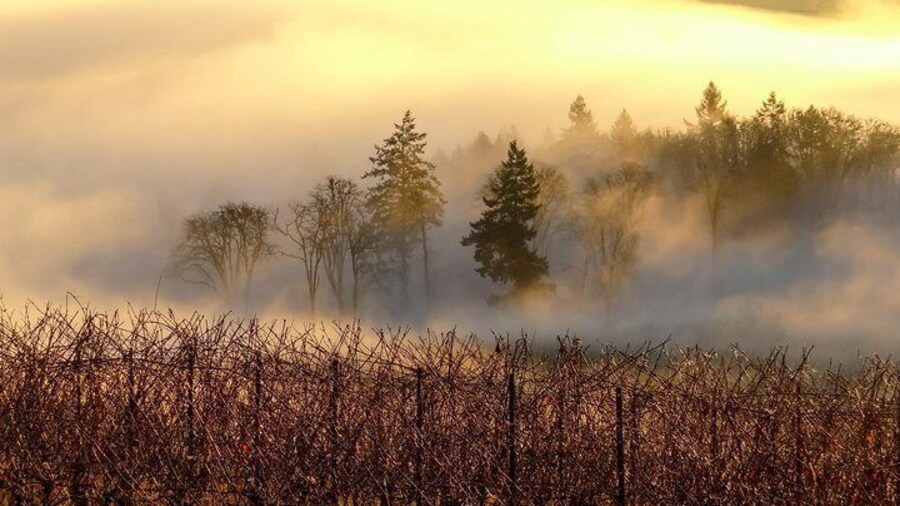 Late autumn vineyard