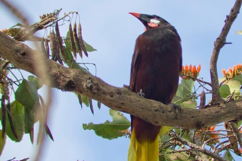 Looking for Wild Sloths, Birds and Butterflies in San Jose!
