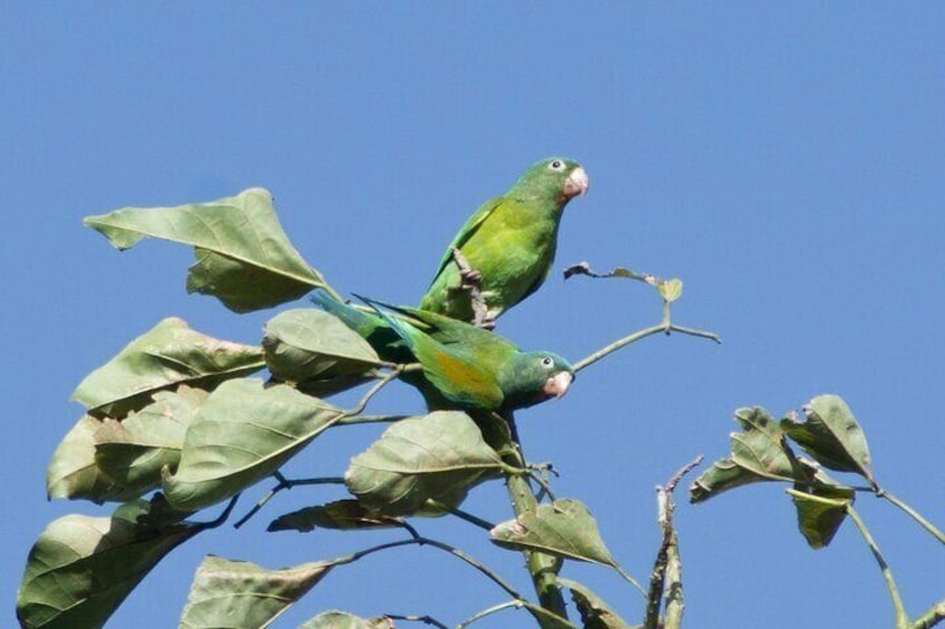 San Jose Walking Nature Tour: Sloths, Birds and Trees