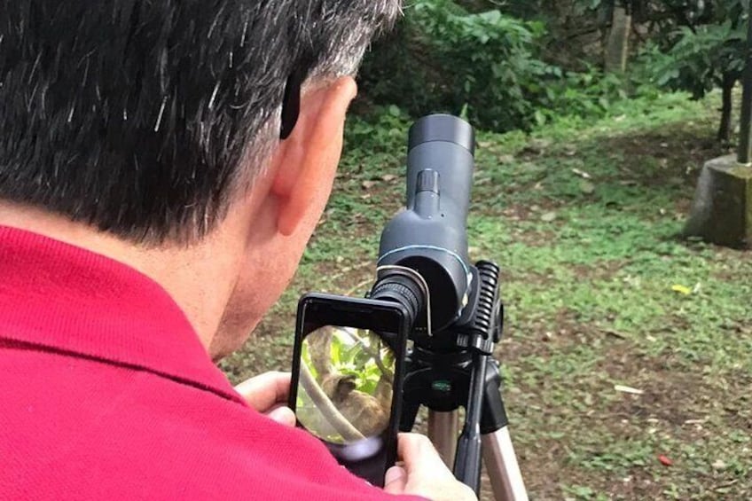 Looking for Wild Sloths, Birds and Butterflies in San Jose!