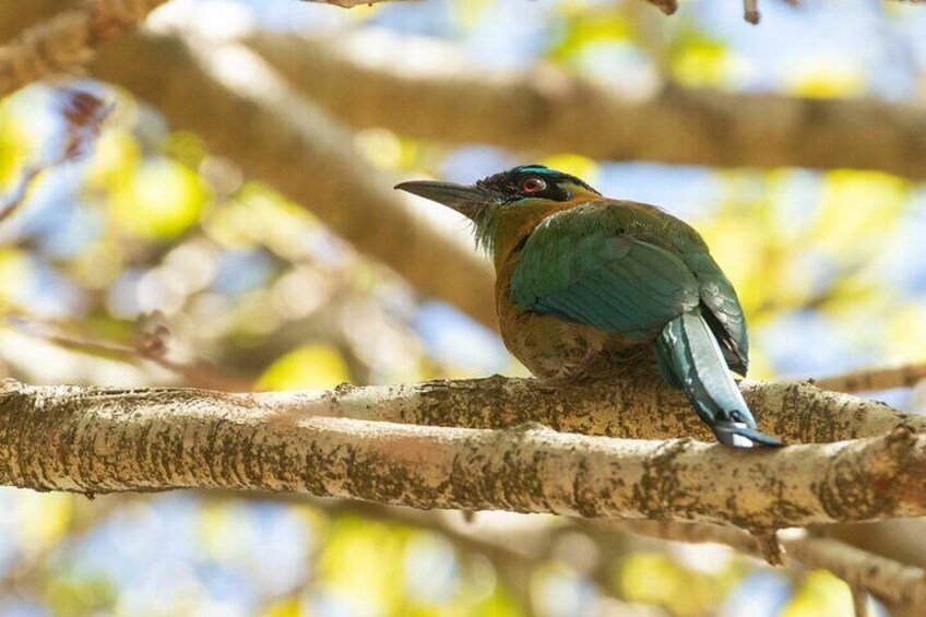 San Jose Walking Nature Tour: Sloths, Birds and Trees