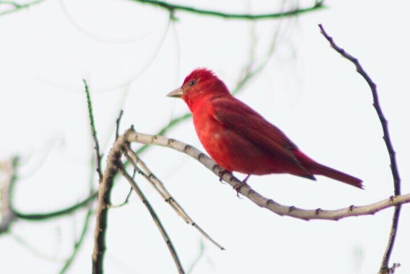 Looking for Wild Sloths, Birds and Butterflies in San Jose!