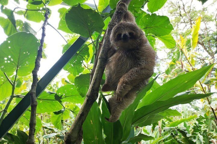 Rainforest Hiking to Rio Celeste Waterfall Private Tour