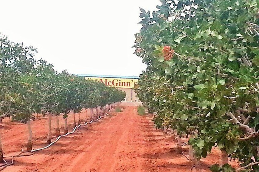 Tour the Pistachio Orchard