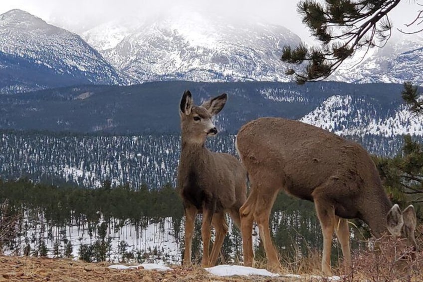 Lower Valley Tour RMNP