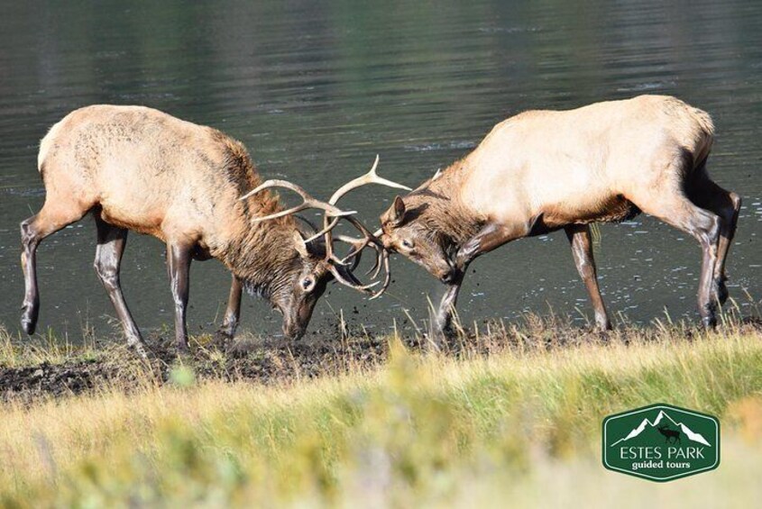 Lower Valley Tour RMNP