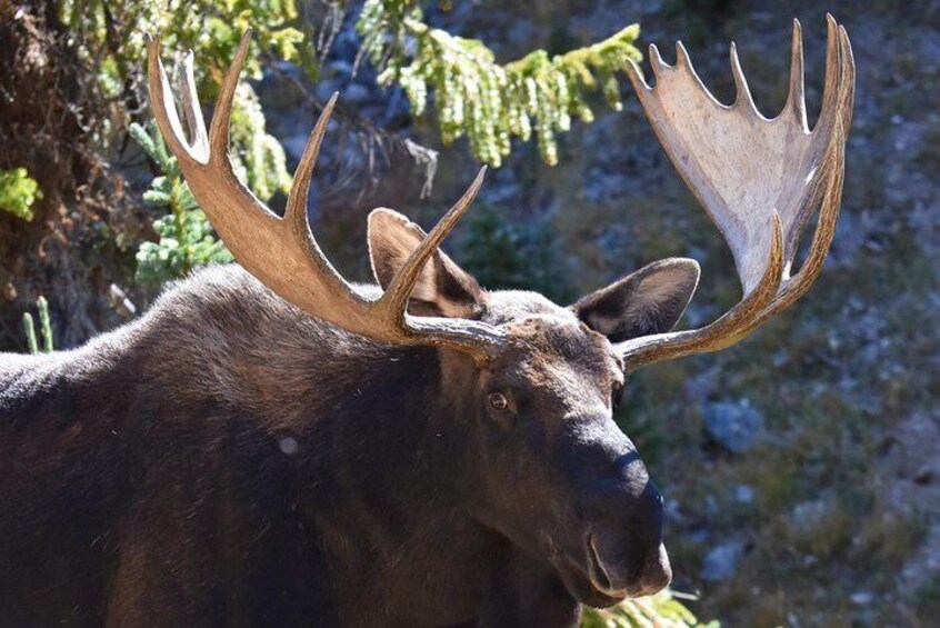 Lower Valley Tour RMNP