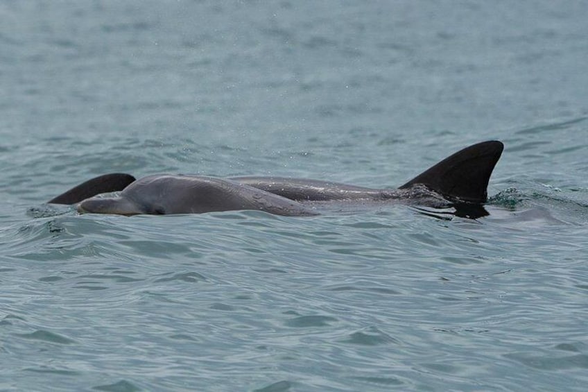 Noosa Oceanrider DOLPHIN SAFARI