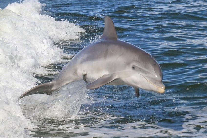 Noosa Oceanrider DOLPHIN SAFARI