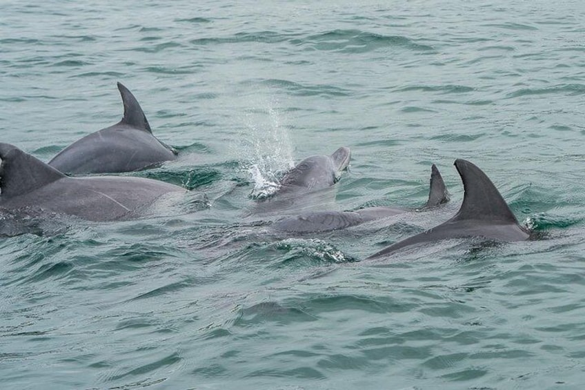 Noosa Oceanrider DOLPHIN SAFARI