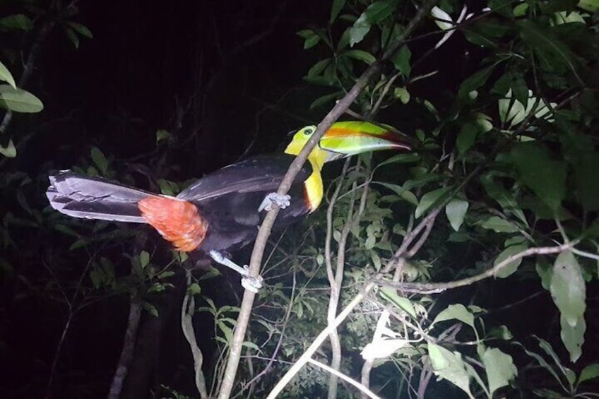 Nocturnal Nature Safari Float Tour from La Fortuna-Arenal