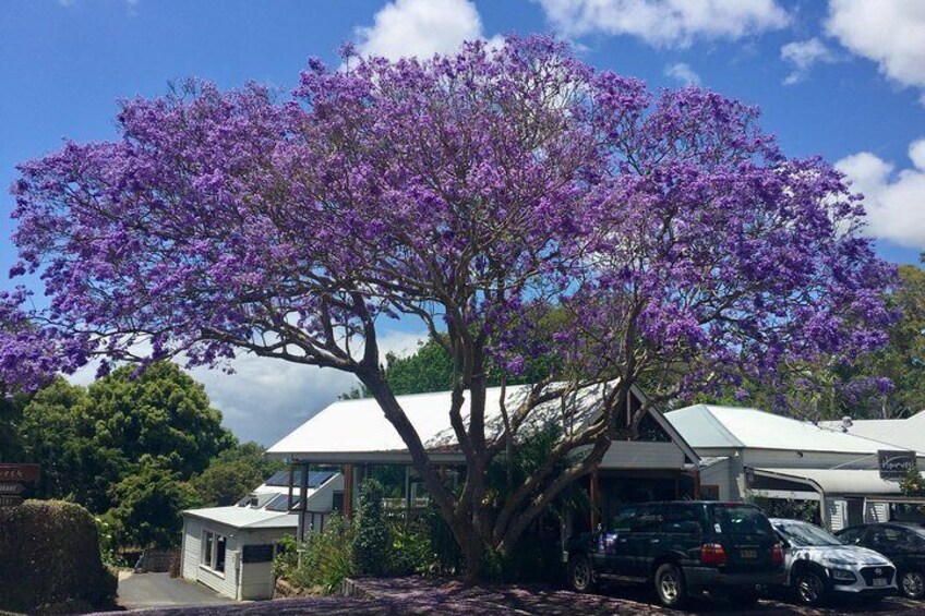 Byron Bay and Beyond Tour Including Cape Bryon Lighthouse Crystal Castle and Bangalow