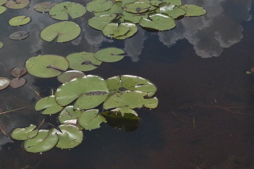 Air Boat Tour of Palm Beach in The Swamp Monster