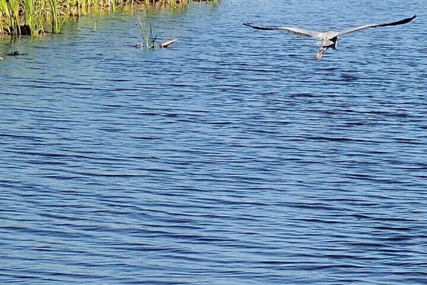 Air Boat Tour of Palm Beach in The Swamp Monster