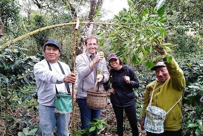 Coffee Farm Experience: 1-Day Coffee Tour from Cusco