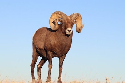 Badlands Sunset & Wildlife: Nature's Evening Glow