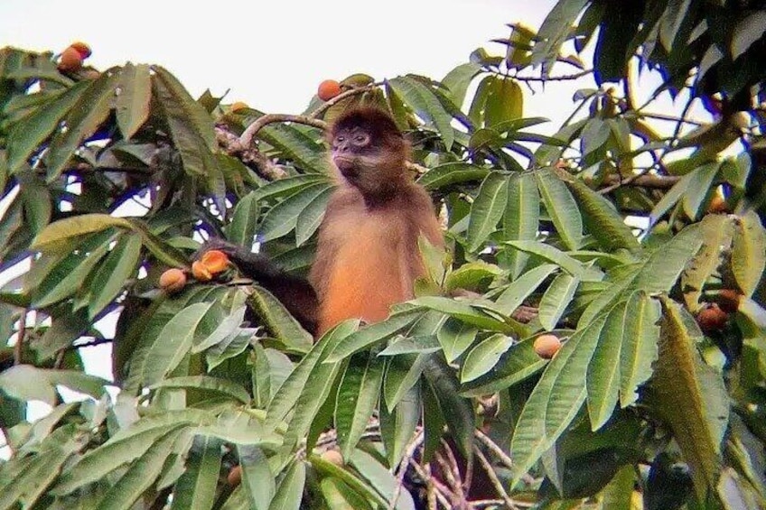 RIO CELESTE+TUBING: Tropical forest+Waterfall+Wildlife Sanctuary 