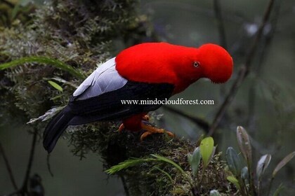 MindoCloudForest von Richard-Just PRIVATEtour.Paar/Familie/Freunde