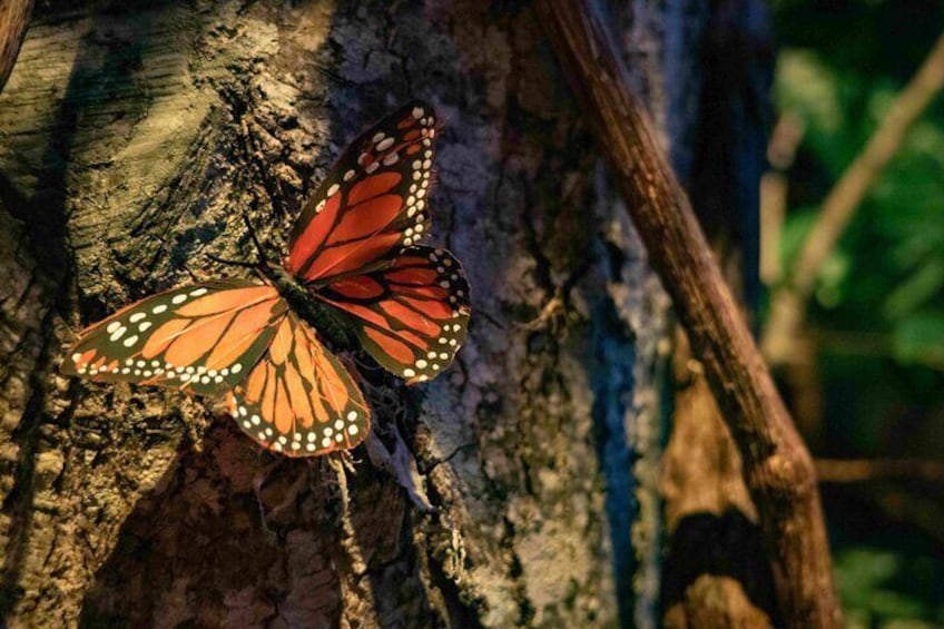 Monarch butterfly