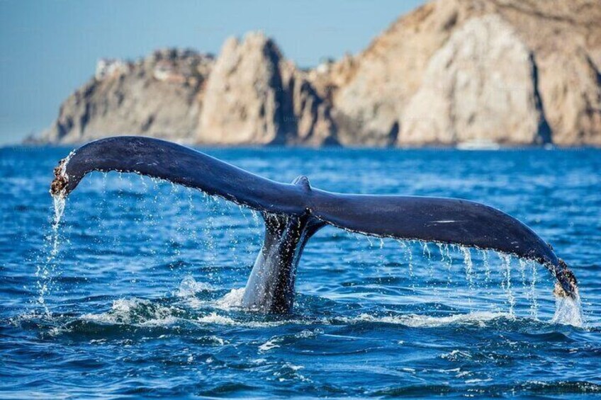 Whale Watching Cruise from Newport Beach