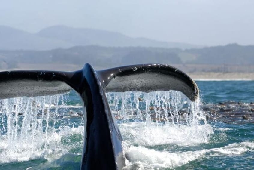 Whale Watching Santa Monica Bay